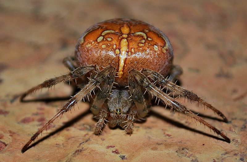 Araneus diadematus - Otranto (LE)